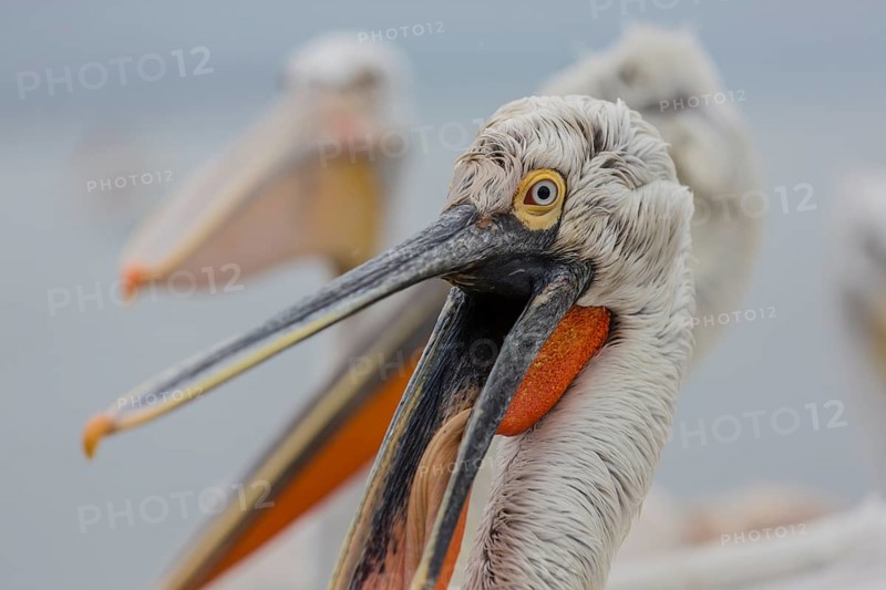 Dalmatian pelican