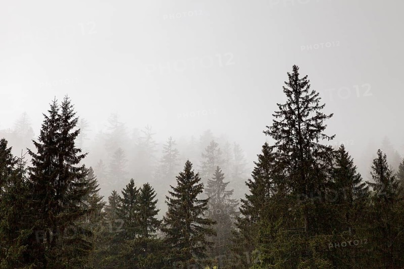 Mountain spruces in the fog