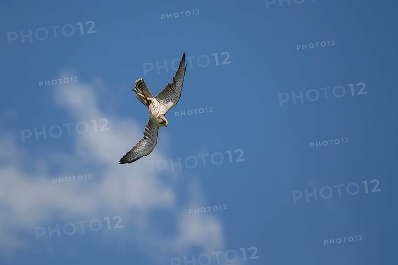 Lanner falcon