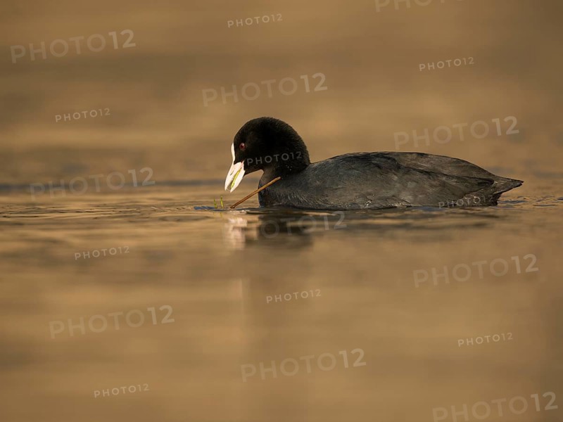 Common coot
