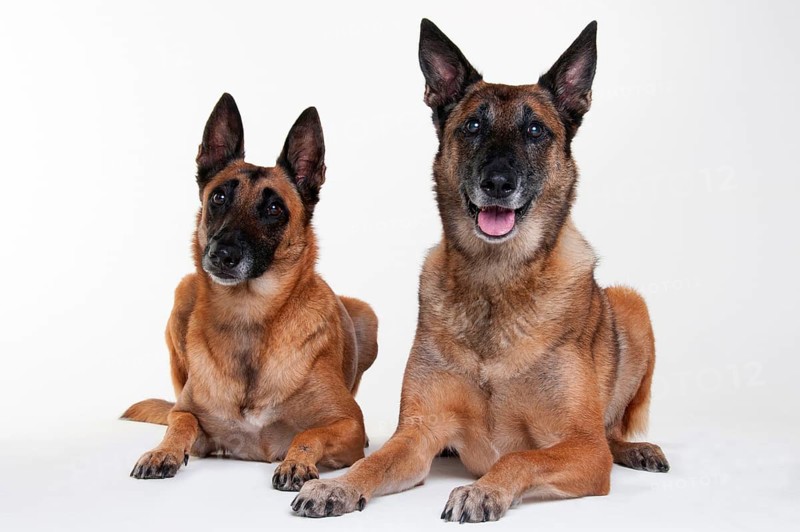 Malinois