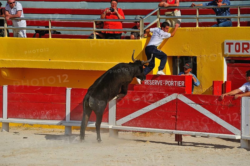 Bullfight