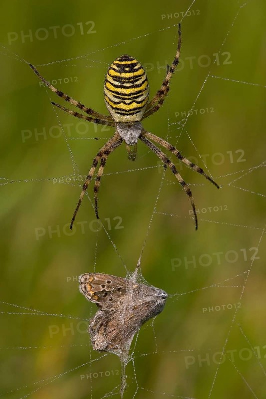 Wespenspinne wasp