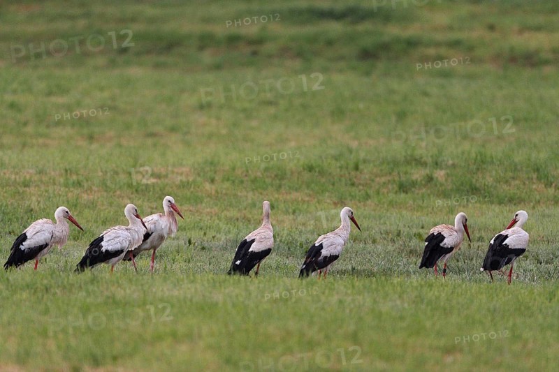 White storks