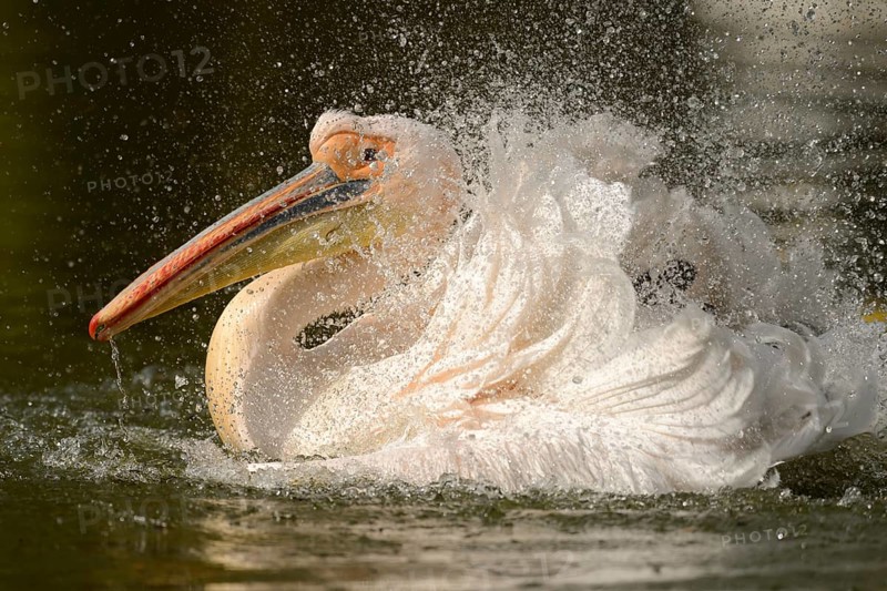 White Pelican