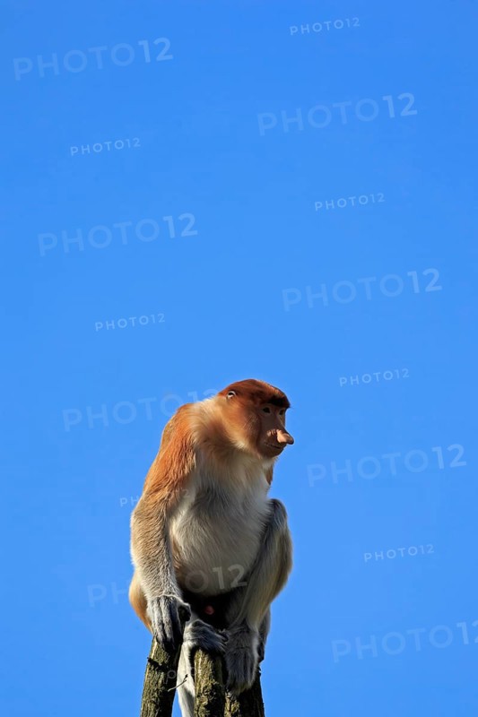 Proboscis monkey