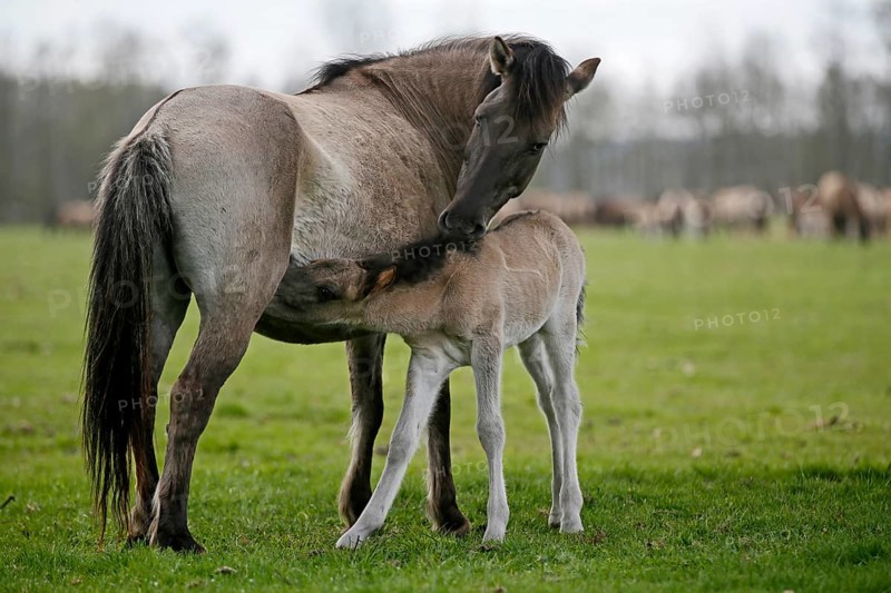 Wild Horse Duelmen