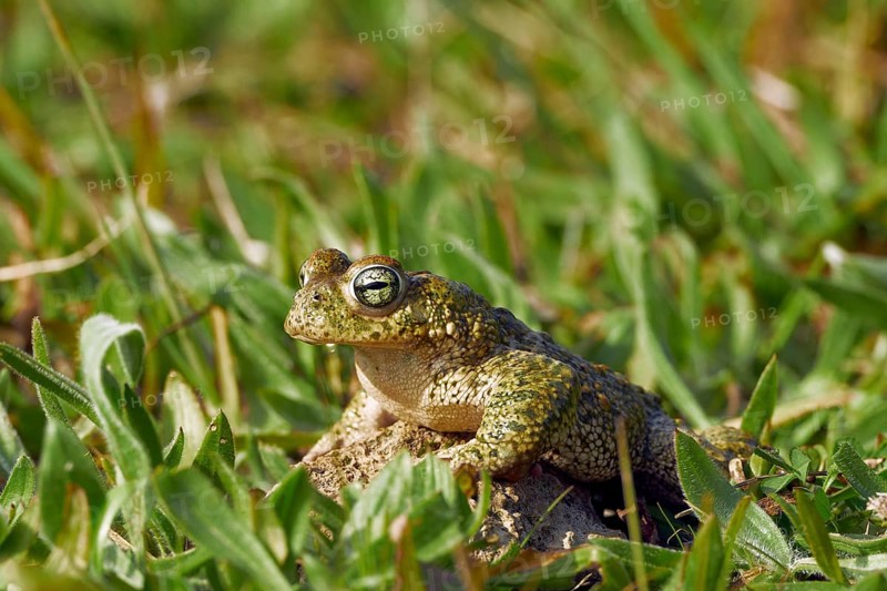 Natterjack Toad