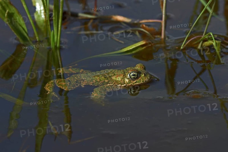Natterjack Toad