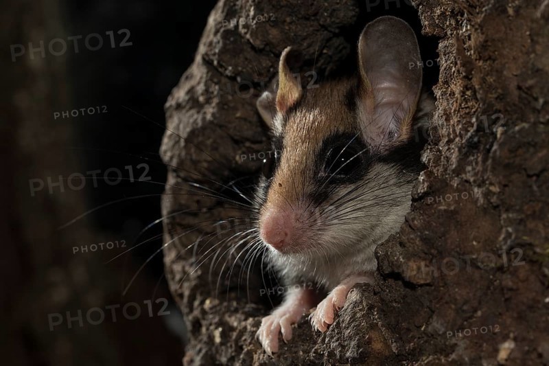 Garden dormouse