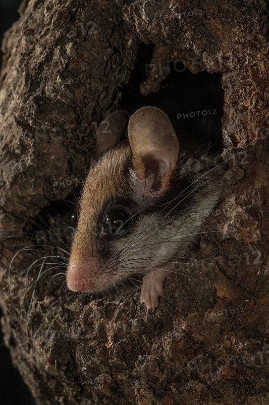 Garden dormouse