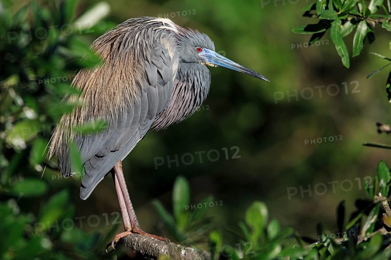 Tricolored heron