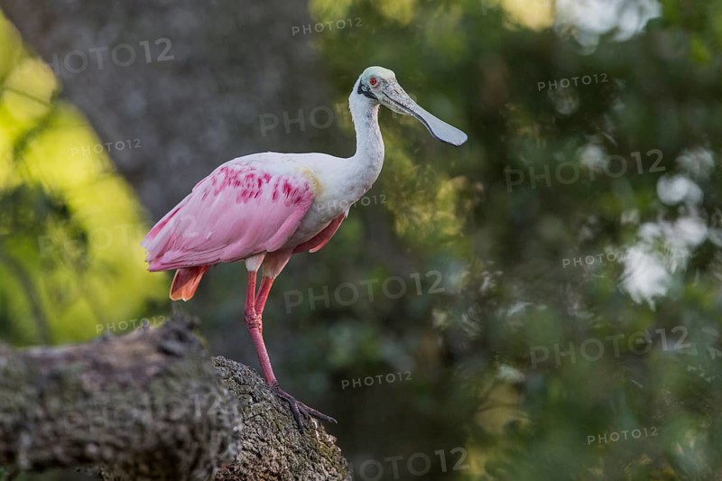 Roseate Spoonbill