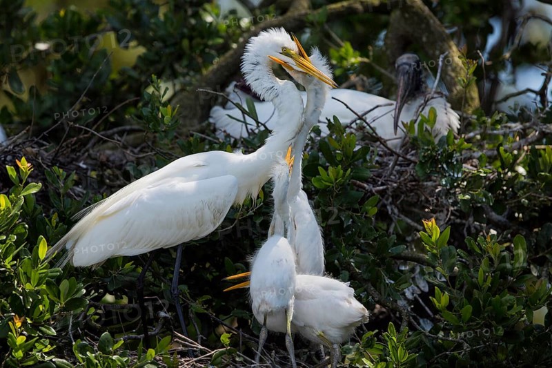 Great egret