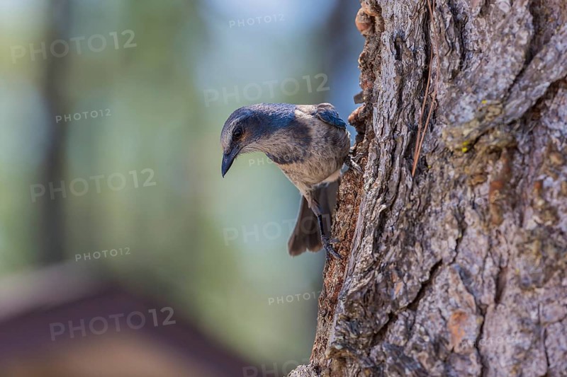 Florida Jay