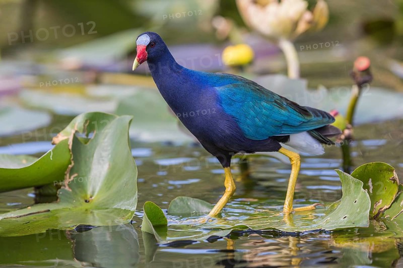 American purple gallinule