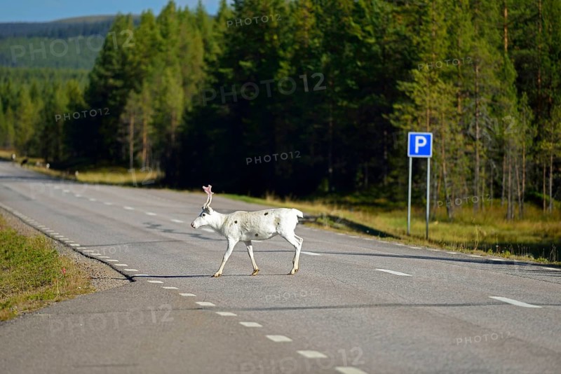 Reindeer on the E45 near Renviken