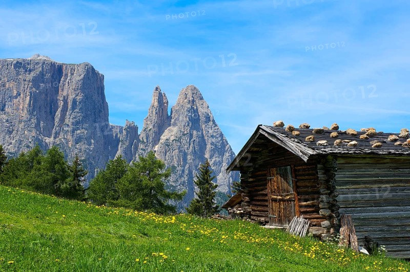 Alpine pasture on the Alpe di Siusi with Sciliar