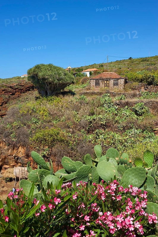 Old farmhouse with dragon tree in Garafia