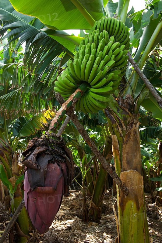 Bananas