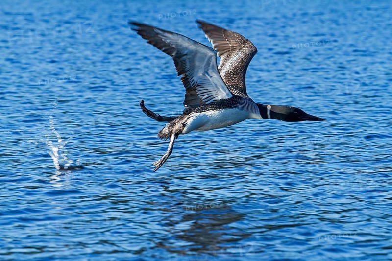 Great Northern Loon