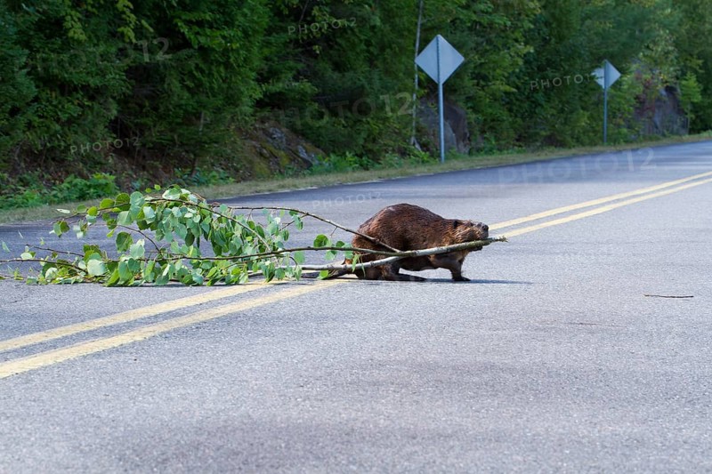 Beaver pulling a tree across a road