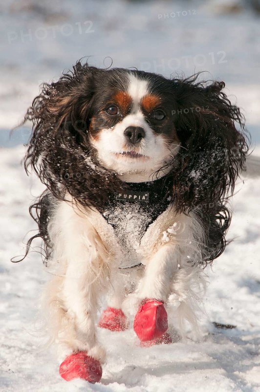 Cavalier King Charles Spaniel