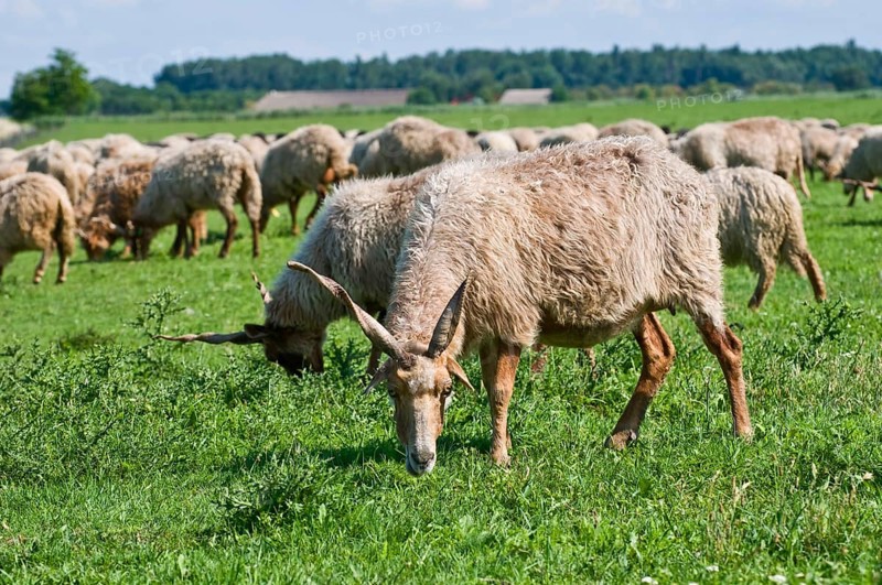 Racka sheep