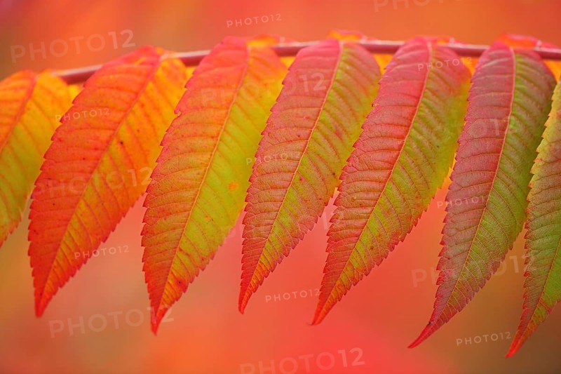 Staghorn sumac