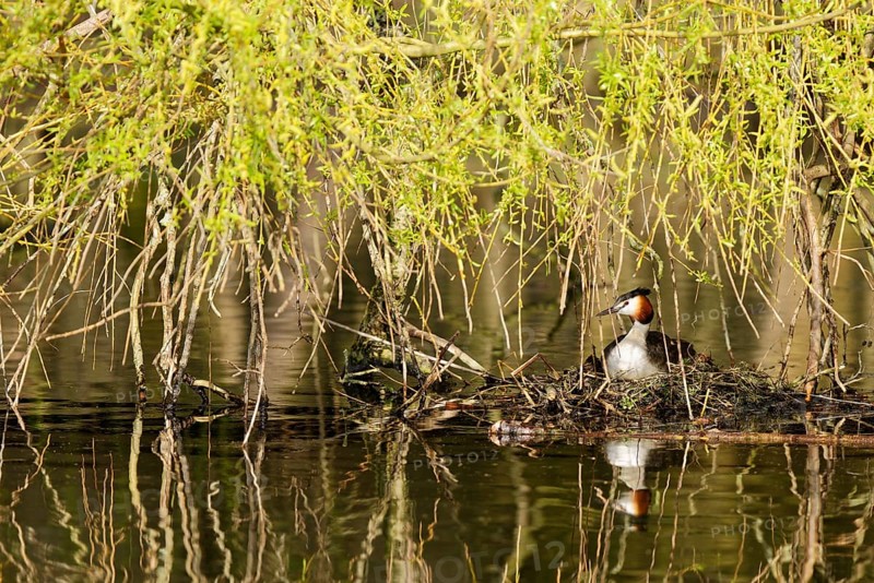 Great crested grebe