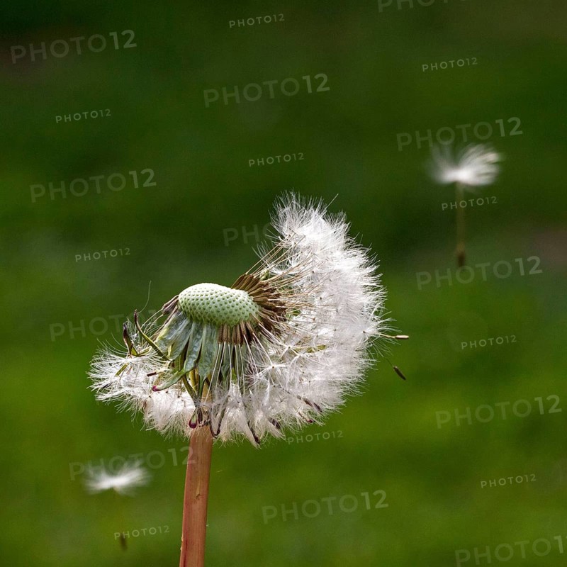 Dandelion