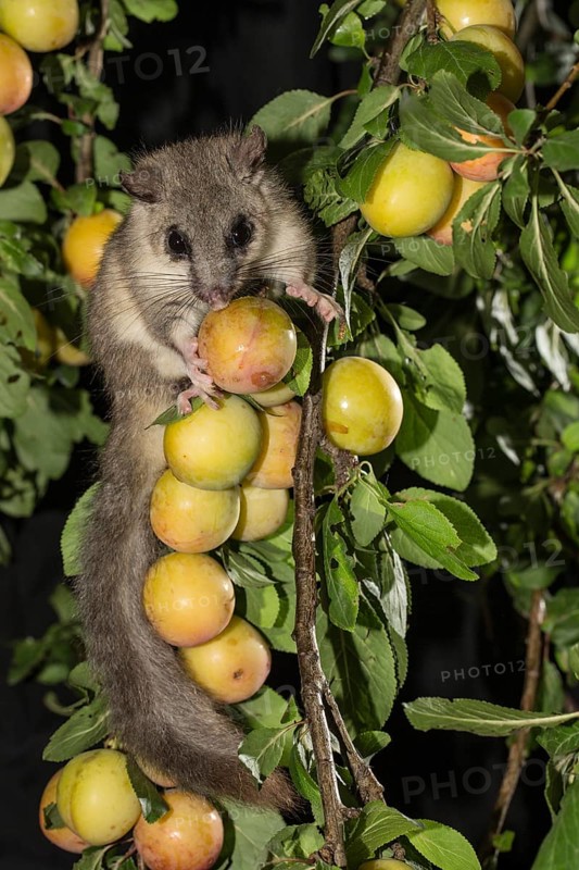 Edible dormouse