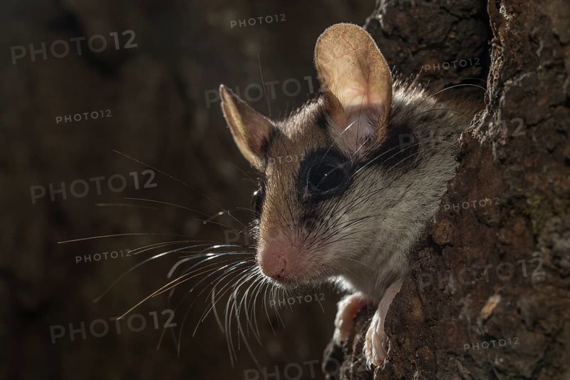 Garden dormouse