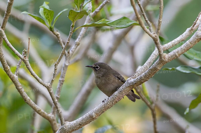 Seychelles white eye