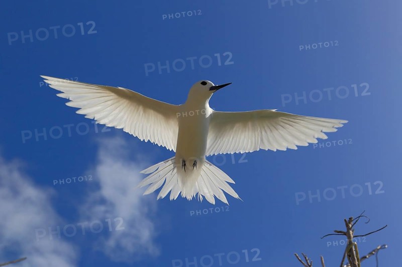 White tern