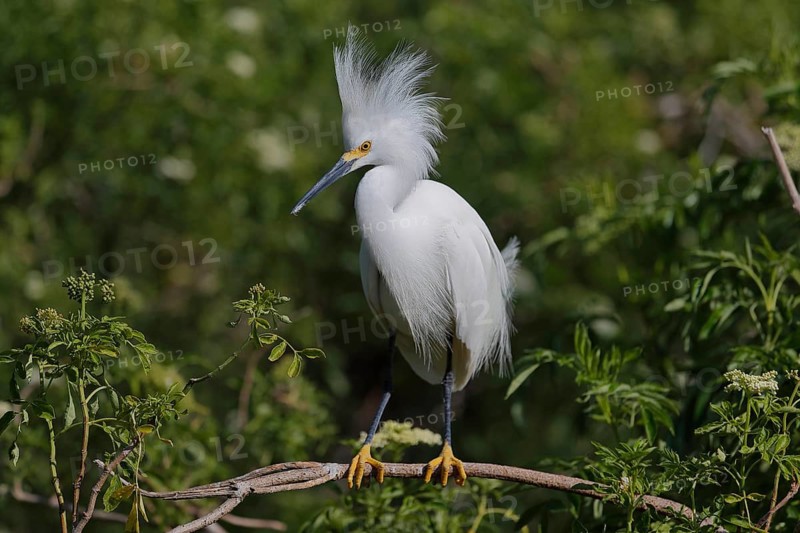 Snowy egret