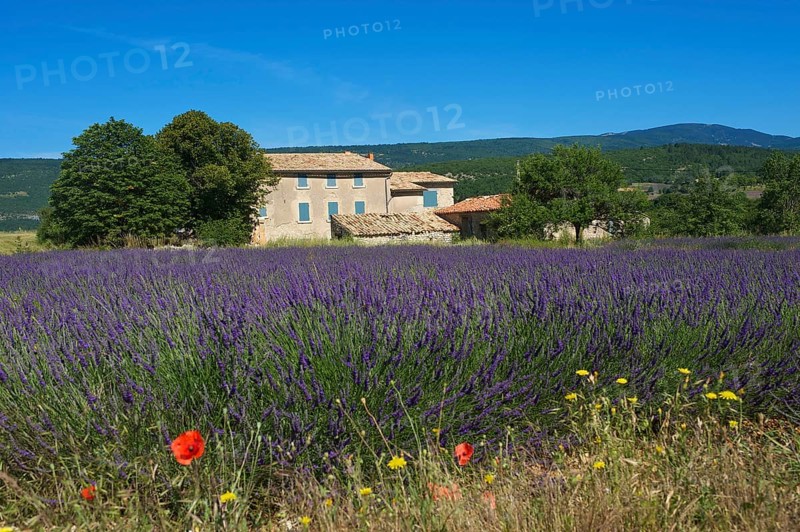 Lavender fields near Sault