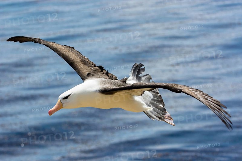 Black-browed Albatross