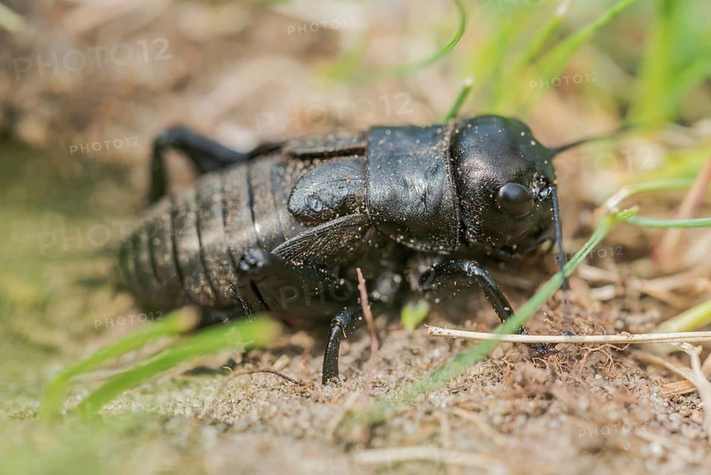 Gryllus campestris