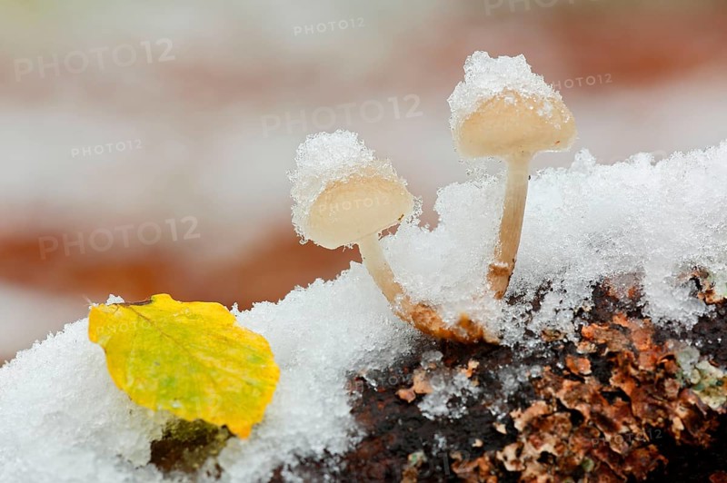 Snow covered mushrooms