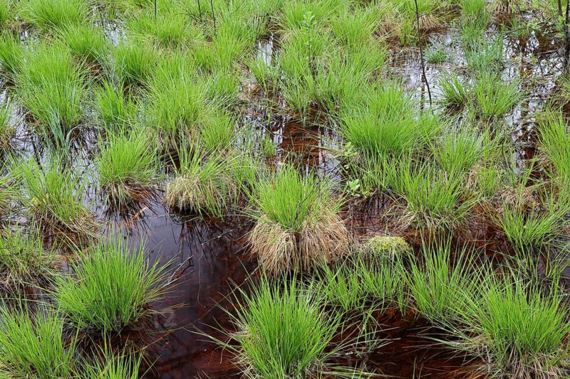 Sedges