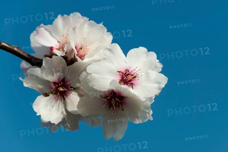 Almond
