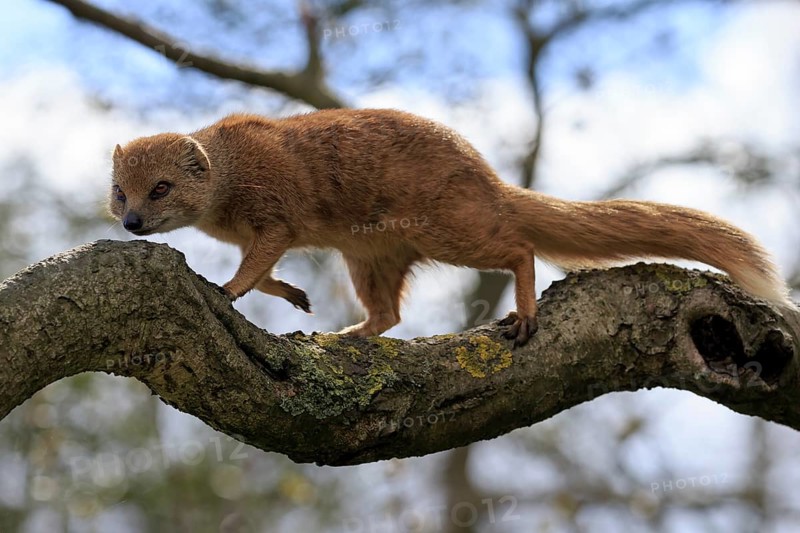 Red meerkat