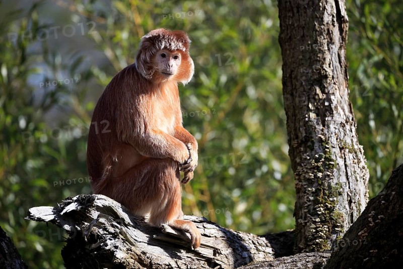 Javan langur