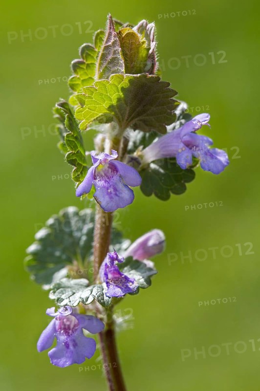 Ground ivy