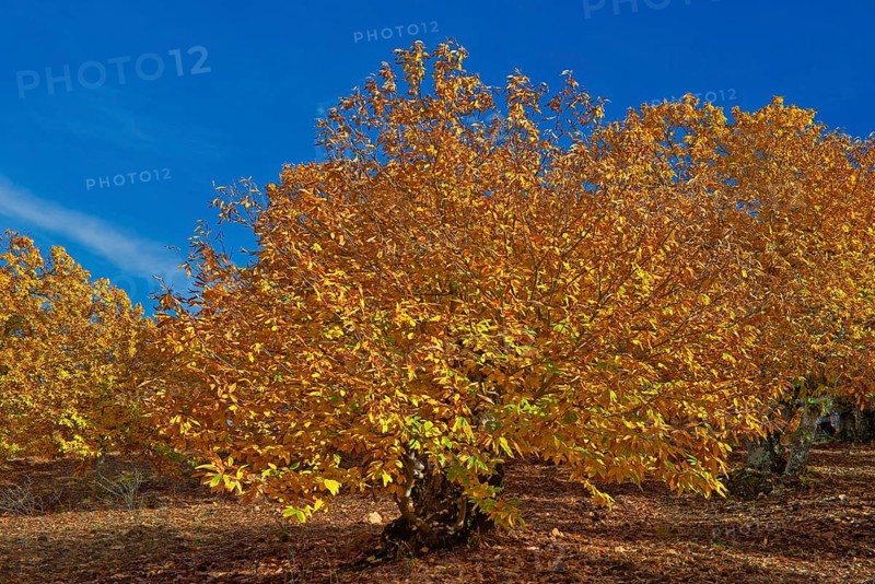 Chestnut