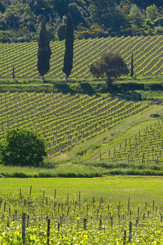 Vineyard near Sant' Antimo Abbey