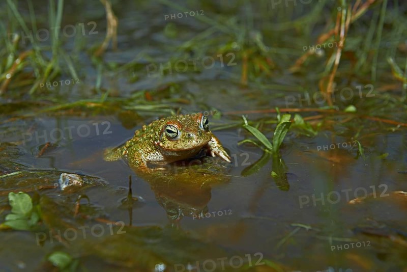 Natterjack Toad