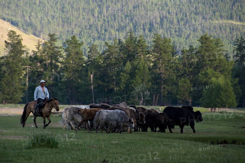 Yaks and shepherds on the river Ider