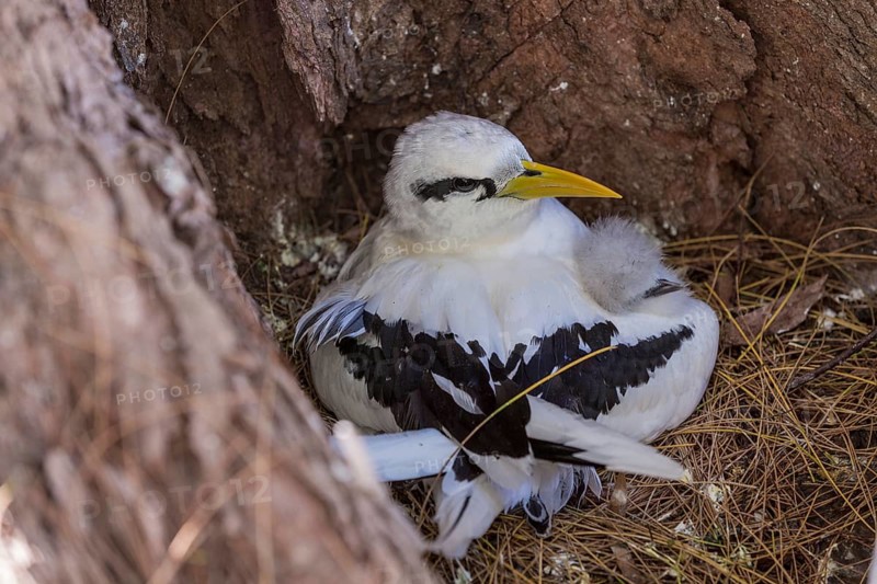 White-tailed tropicbird